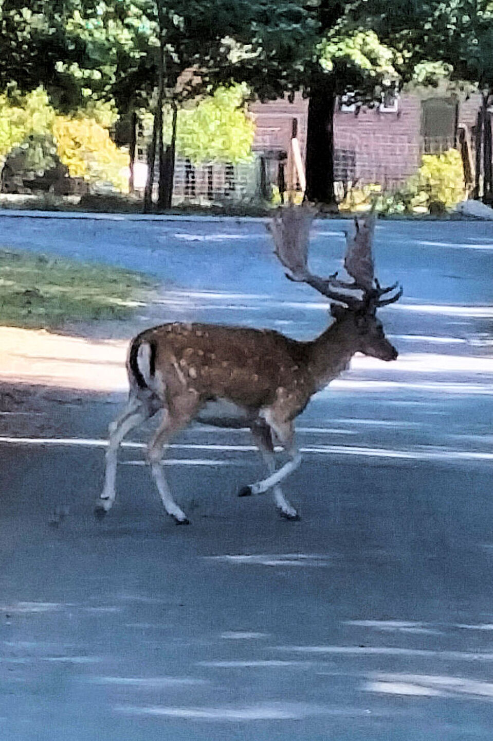 Pferdespektakel Dülmen 011 Fußgänger queren die Fahrbahn