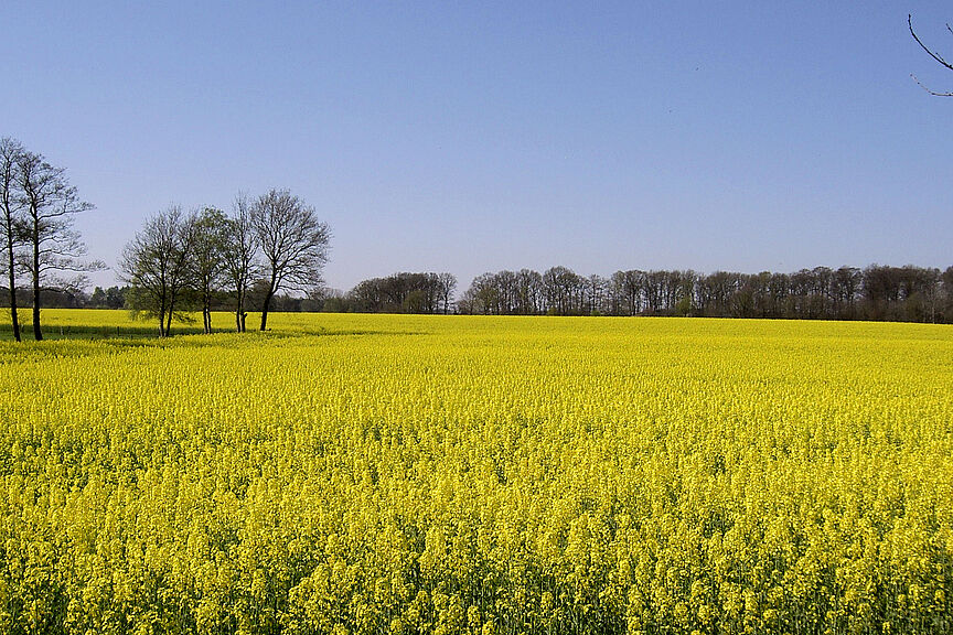 Emsland: Rapsfeld im Frühling Emsland: Rapsfeld im Frühling