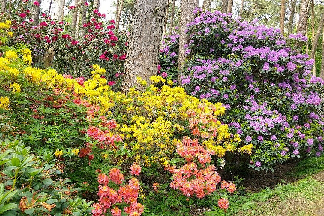 Frühlingsblüte im Ammerland 2019