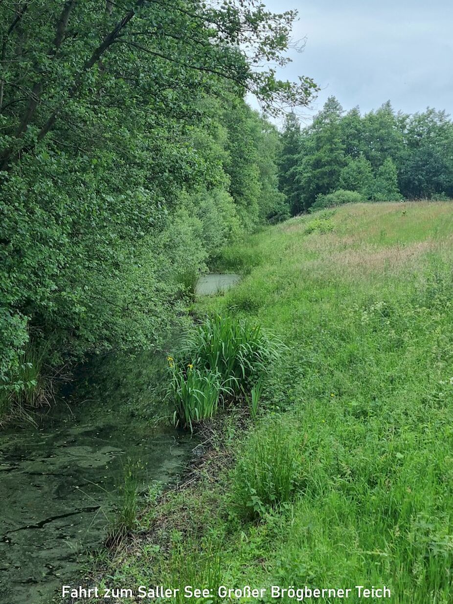 Biotop Brögberner Teiche